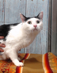 PeterAskin1's tweet photo. See darling "Gwenafhr"
in #DevoreCA & languishing there!
Please adopt this girl who feels the fear
if you live anywhere near!
At #Devore they don't get long
to sing that joyful rescue song!
VERY URGENT! 🙏
https://t.co/JwRNictyIC
(Contact info below)! https://t.co/E2ltjuKJrJ