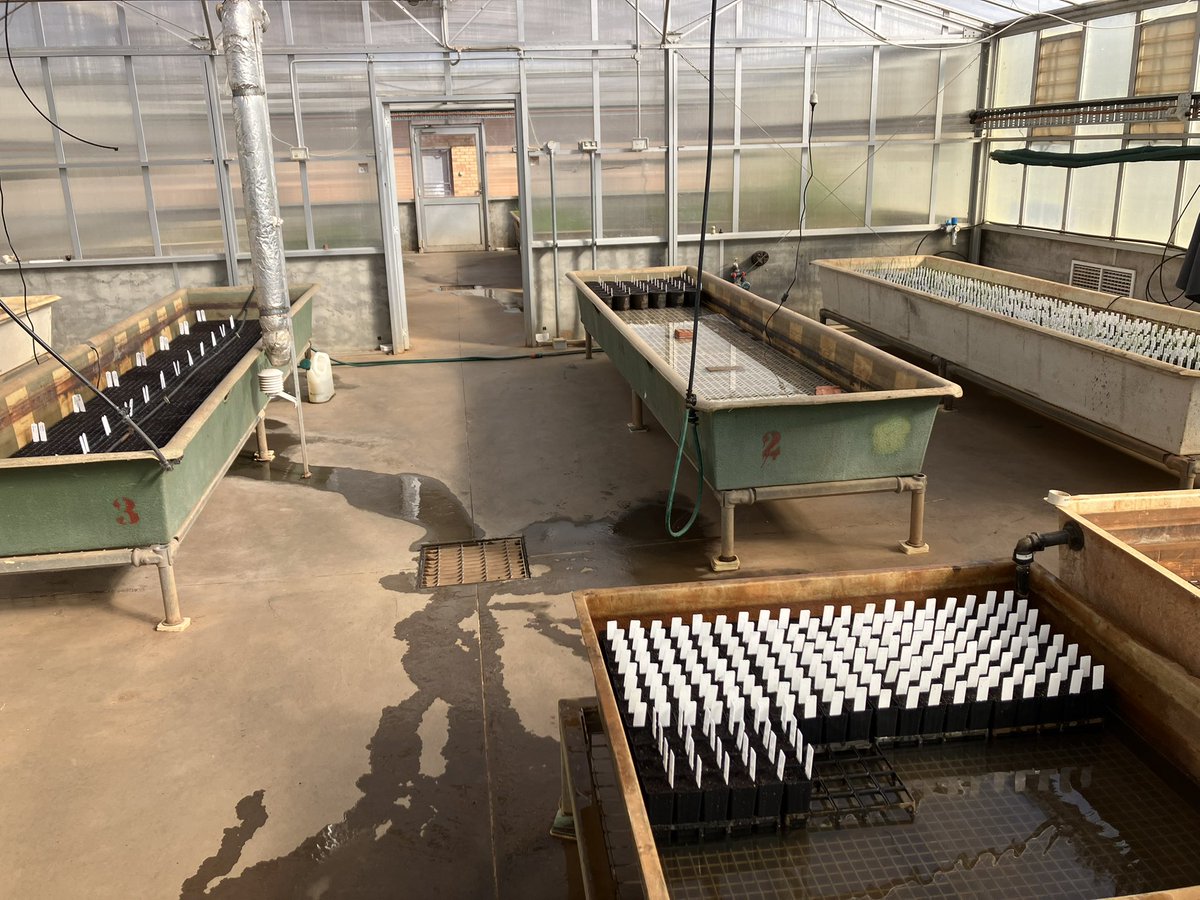Update on the glasshouse. We have been very busy since last update with all SSD’s harvested and resown, the F2 nursery and Birdcage seed increase harvested. We also completed the main crossing block for the year as well as a small crossing block for disease resistance. 
#ausrice