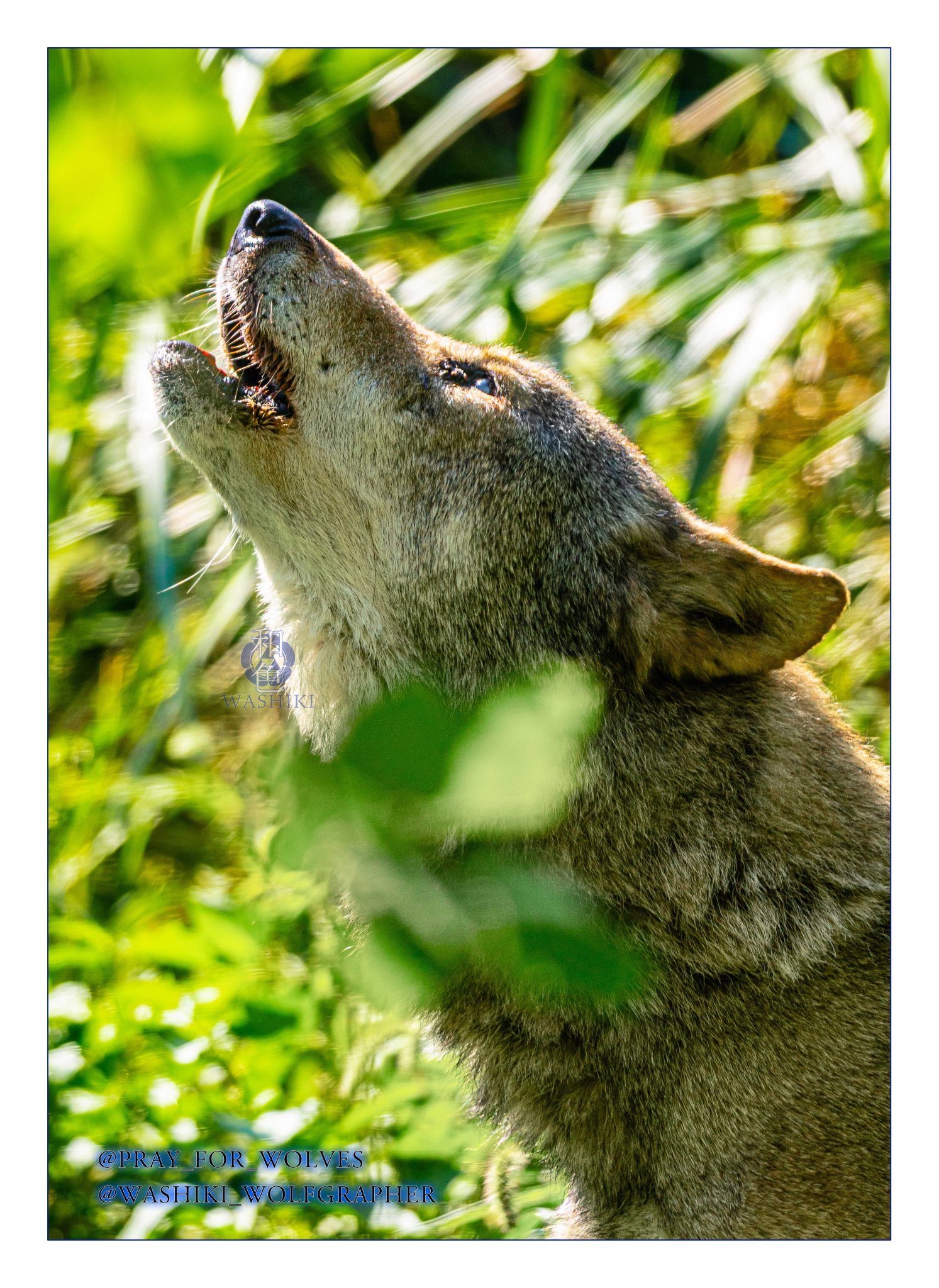 Wolf / オオカミのスプレーアート作品 絵画 TOMOYA 通販