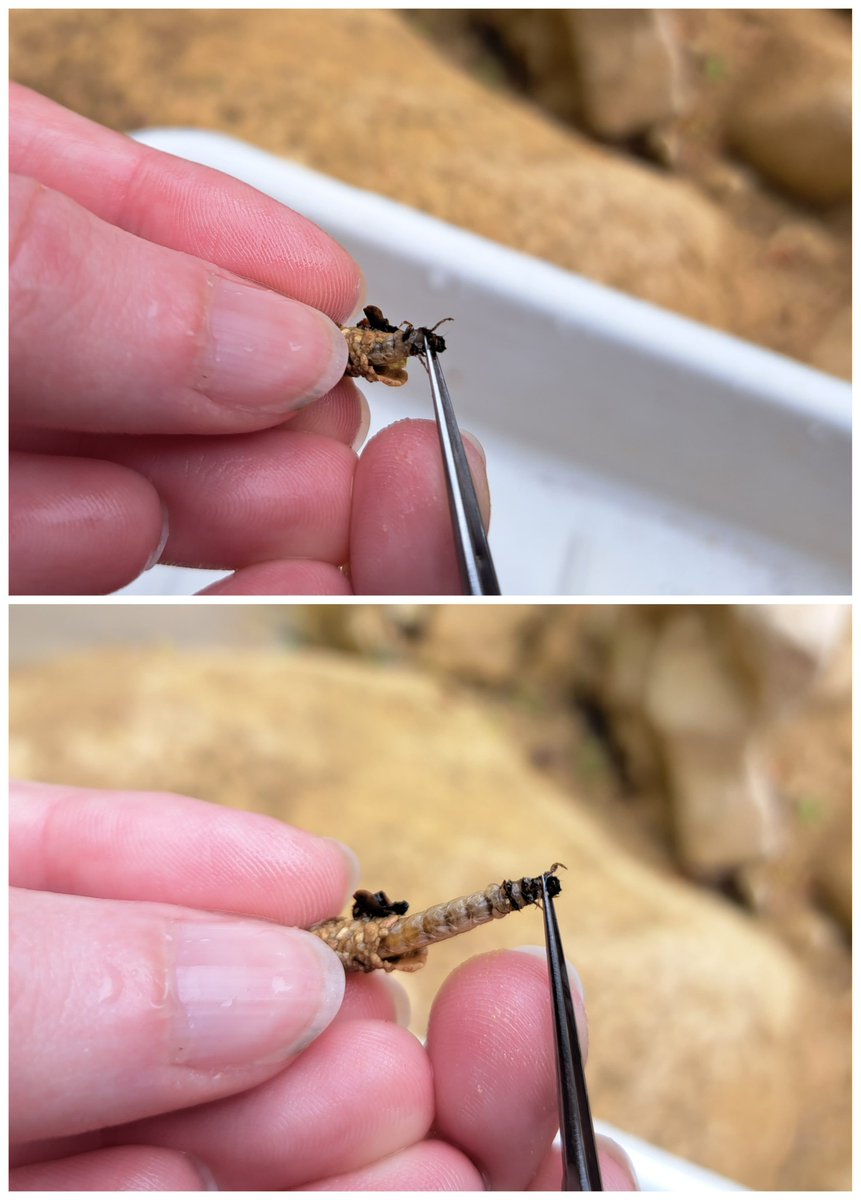 DinDRY Croatian Science Fundation project tweet media