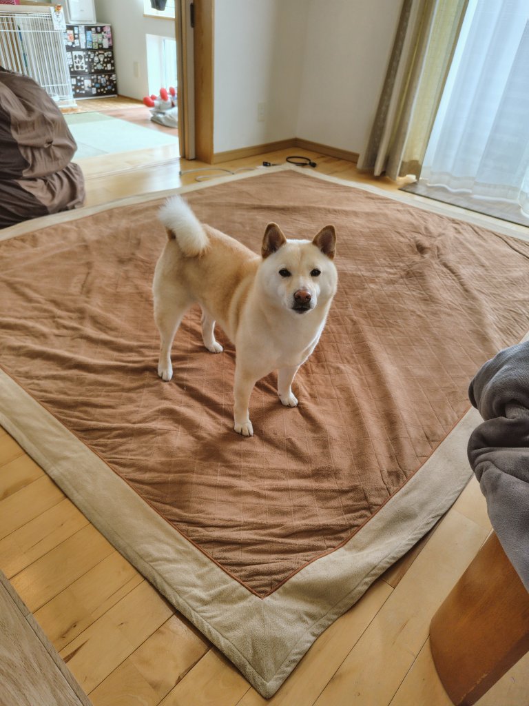 カーペットのズレをなおそうと思ったんですけど…
今、この家で1番居てはいけない場所に居る才能が素晴らしい(どいてほしい)
