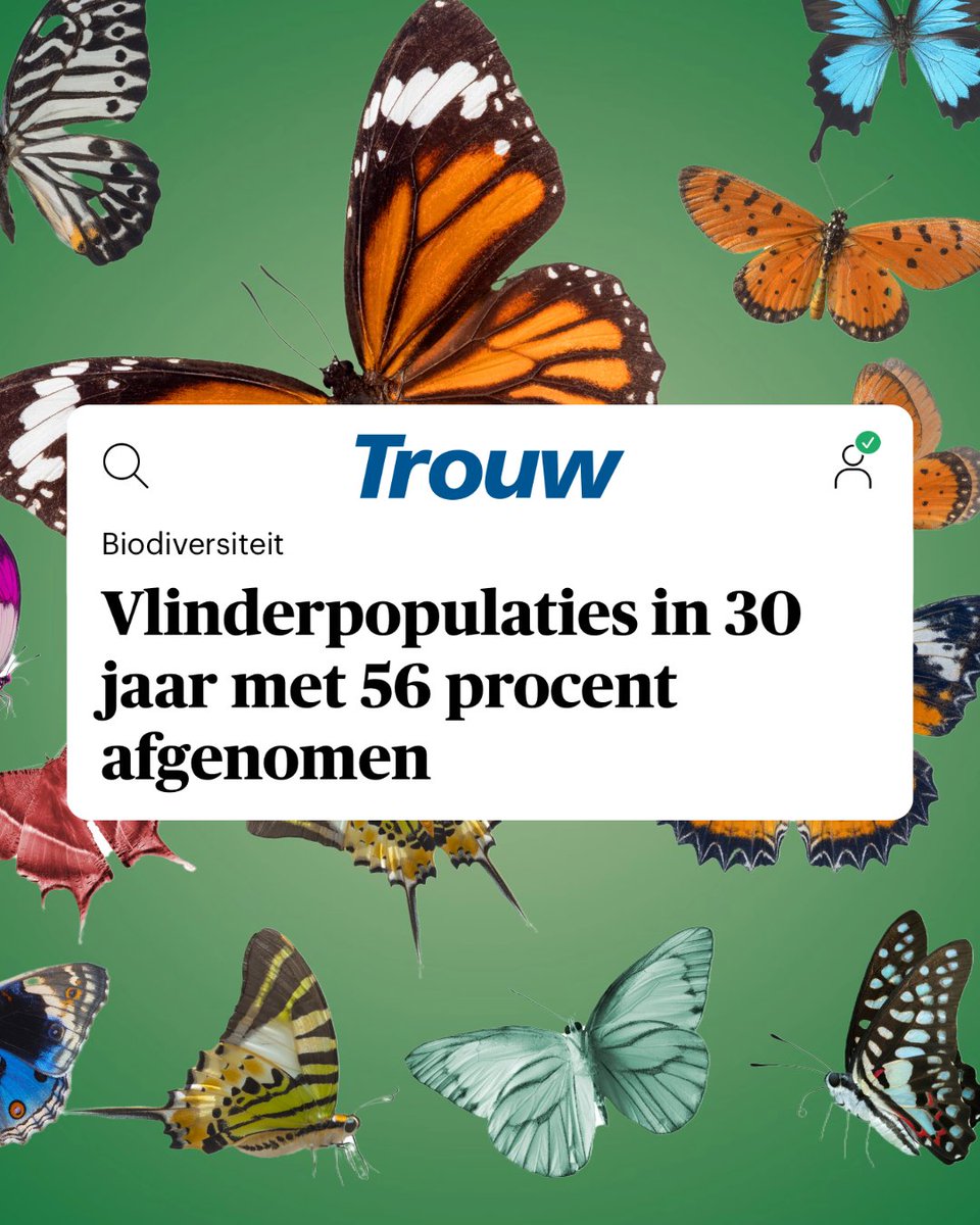Vlinders horen thuis in de natuur, niet in geschiedenisboeken. Toch zijn we hard op weg om ze tot herinnering te maken. In 30 jaar tijd is de populatie namelijk met 56% afgenomen in NL. Laat de vlinders niet verdwijnen! 

Lees meer: trouw.nl/duurzaamheid-e…