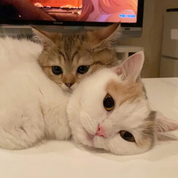 Punch Cat (@punchingcat) on Twitter photo 