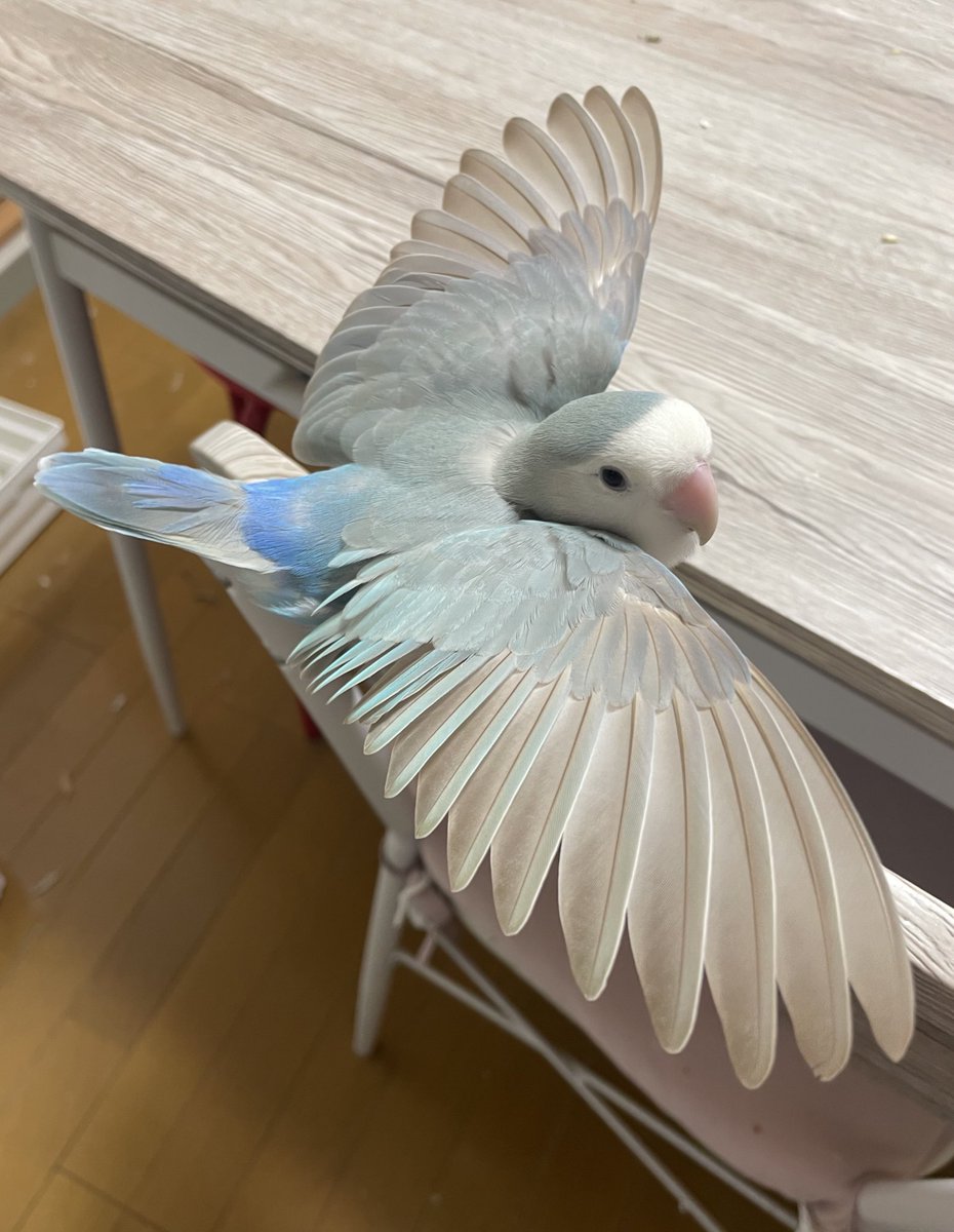 美しい✨
#コザクラインコ