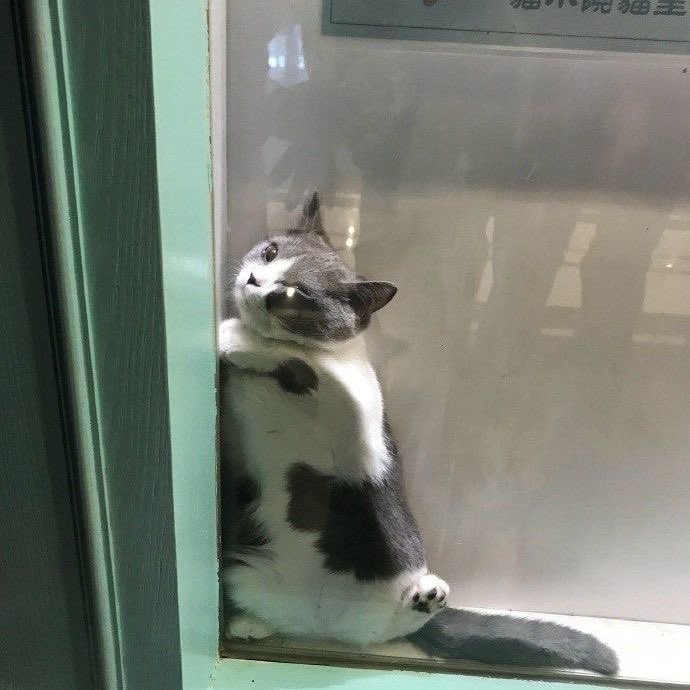 animalkyat's tweet photo. 隙間に挟まった猫が嫌々救出されてた https://t.co/BM2WPBV4GW
