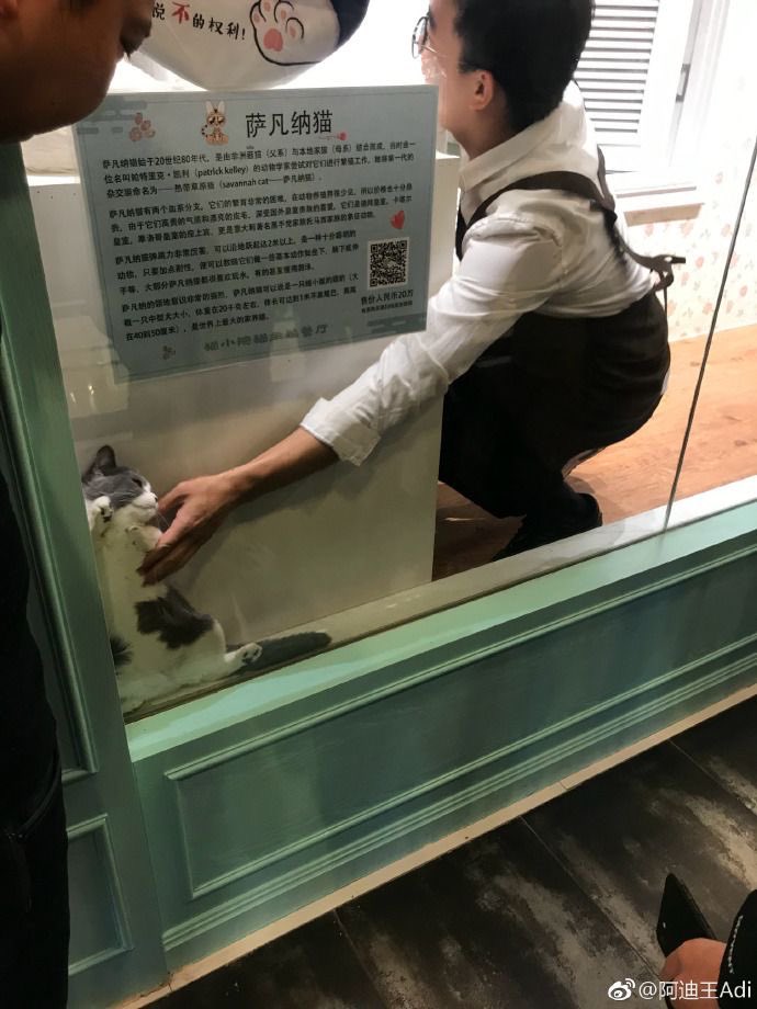 animalkyat's tweet photo. 隙間に挟まった猫が嫌々救出されてた https://t.co/BM2WPBV4GW
