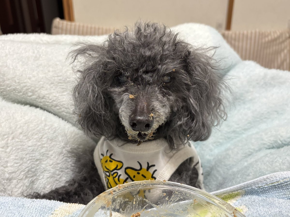 今日もごはんが美味しいね
#秘密結社老犬倶楽部