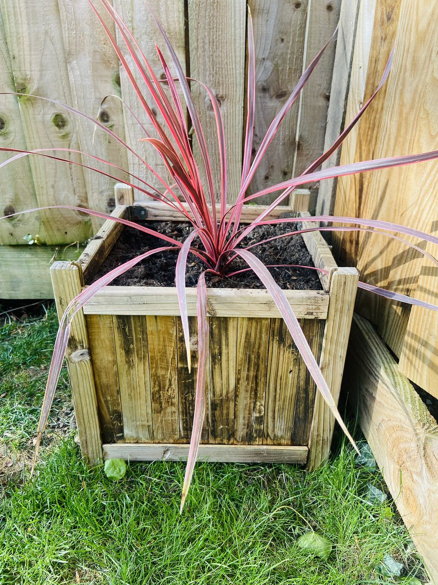 RheaH2018's tweet photo. New plants for the garden 🪴 #gardening #greenfingers #geranium #cordyline #naturalworld #hobby https://t.co/CbLuWNqBNE