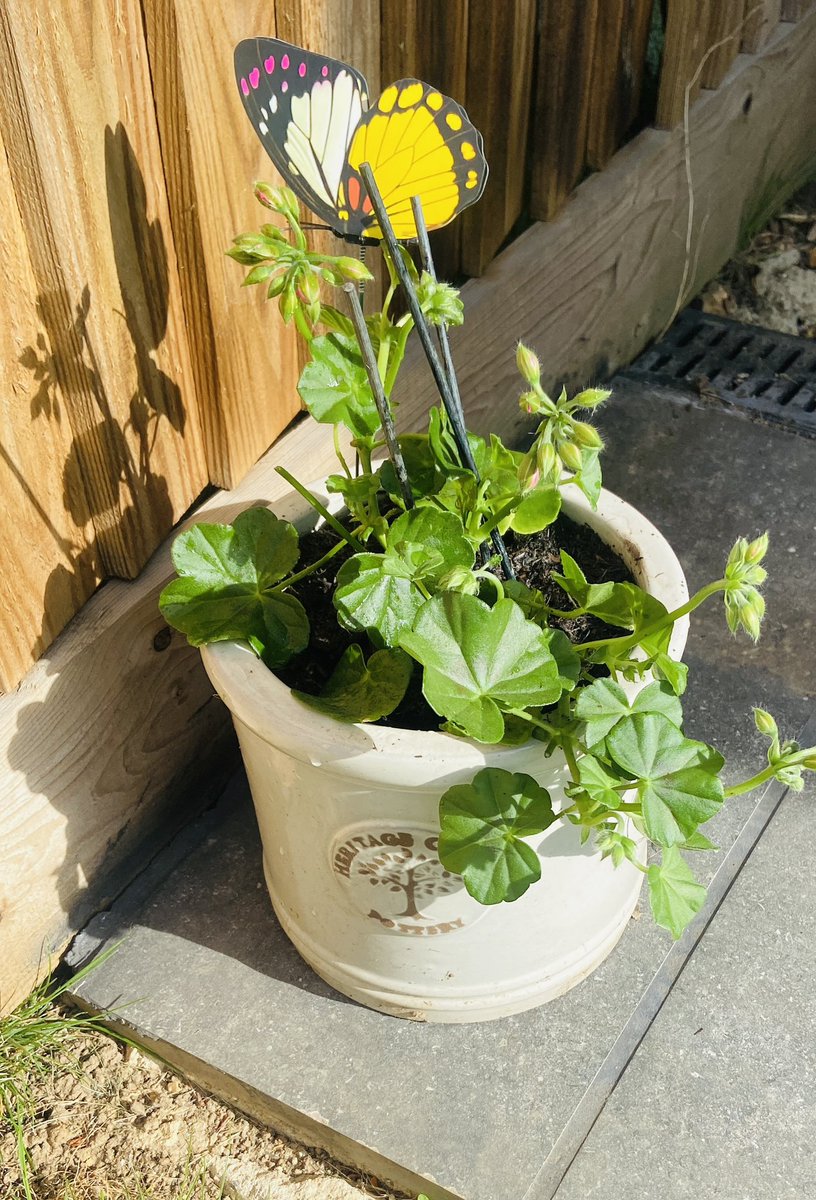 RheaH2018's tweet photo. New plants for the garden 🪴 #gardening #greenfingers #geranium #cordyline #naturalworld #hobby https://t.co/CbLuWNqBNE