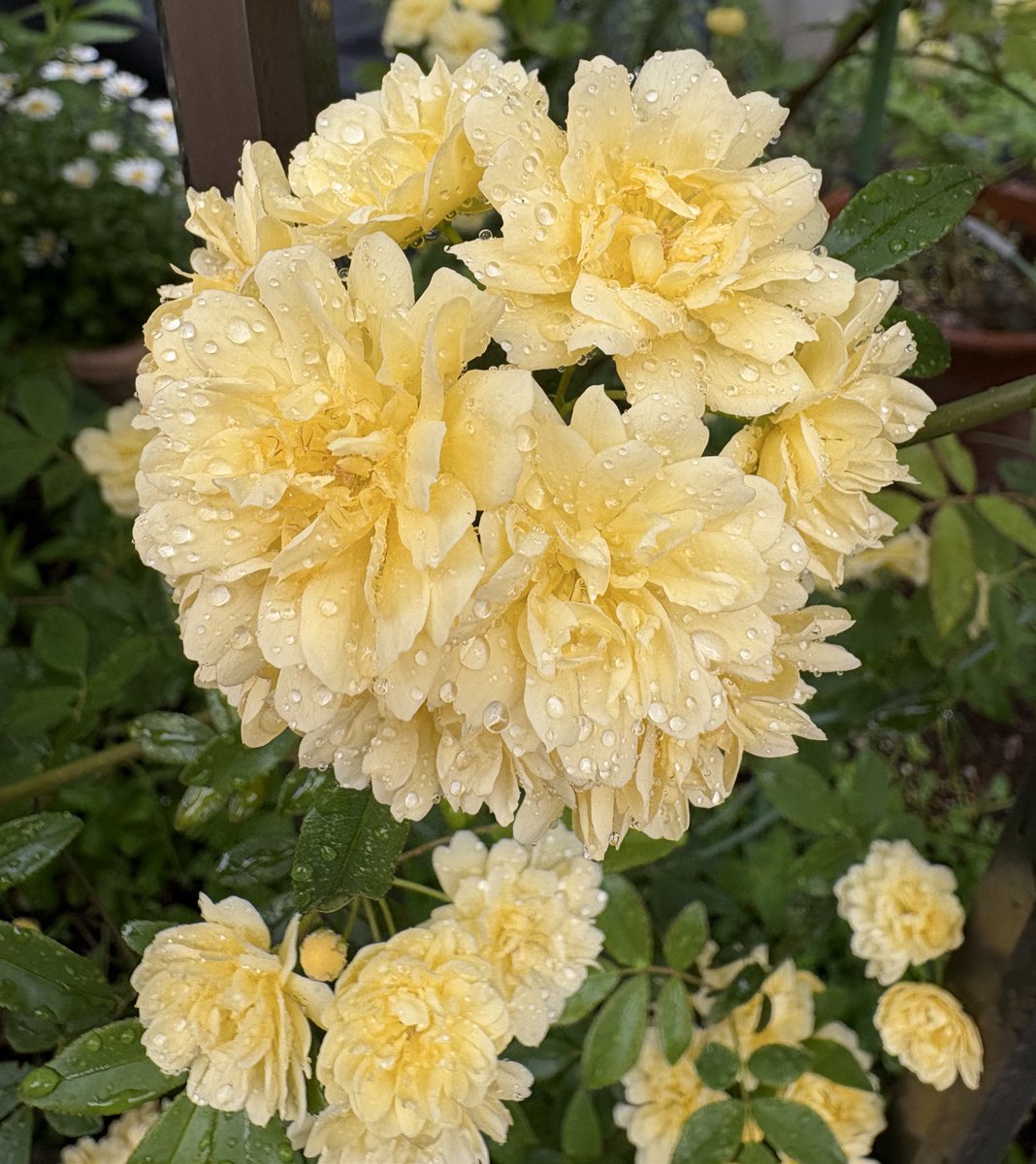 毎日なんだかんだ忙しい💦
授業参観や説明会等…
新年度が始まったばかりの４月は忙しないな😅
あ、そうそう火曜日に中学受験で半年くらいお休みしていた可愛い生徒くんが復帰🎹
声変わり途中で身長も伸びててびっくり😊

ピアノ🎹が大好きなのは変わってなくて楽しそうに弾いてたよ🎵