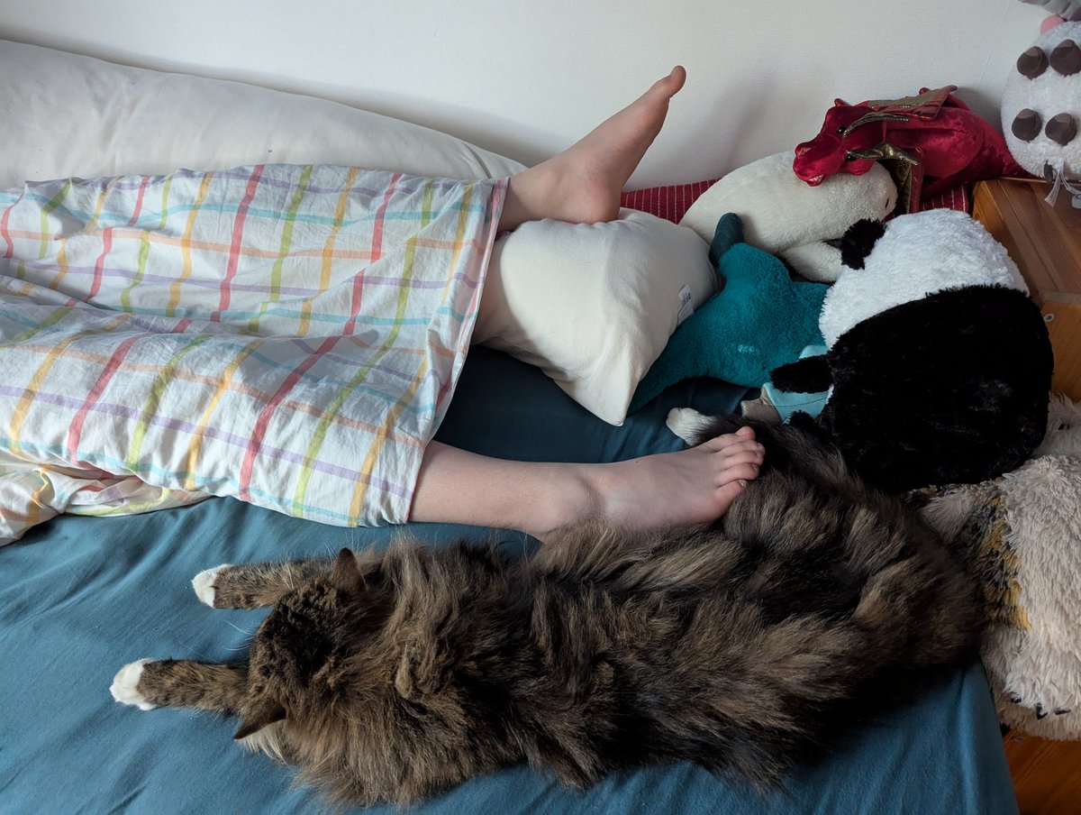 Sinseaker's tweet image. Guten Morgen, Gezwitscher! ☕☀️
Hier mal wieder Ferien #familylife mit #catcontent.
Die zwei sind einfach ZU süß 😊