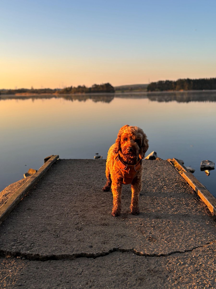 BBCScotlandNews's tweet photo. Yvonne Hamilton's dog Dougal had a great time during the recent sunny spell, including this trip to Lochore Meadow in Fife.

Your pictures of Scotland 👉 https://t.co/qodty3DvxM

Send your pics of Scotland to scotlandpictures@bbc.co.uk 

#BBCScotlandPics https://t.co/cETh0aDTtA