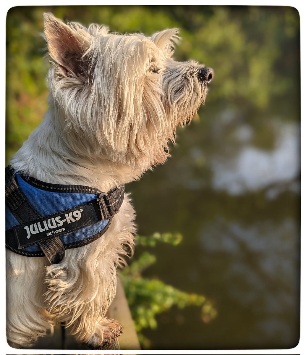 #Spring walks
Freds' ears were moving as he was listening &amp; his head tilted 
Ducks feeding from the yellow irises 
Moorhen on her nest
A wren belting out a tune! 
We said good morning to a blackbird 
Things that make me happy 💛
#Gentleness 🩵
#Ready4Freddie 💚🐶 
#KeepGoing x⛅