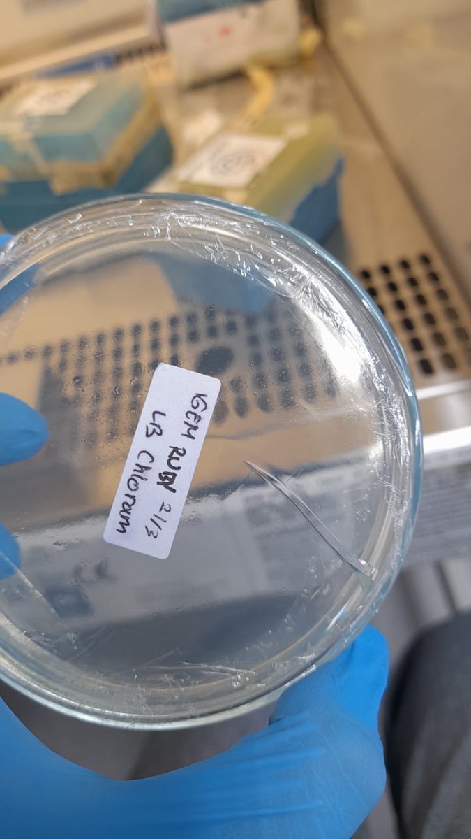 iGEM UGM 2025 tweet media