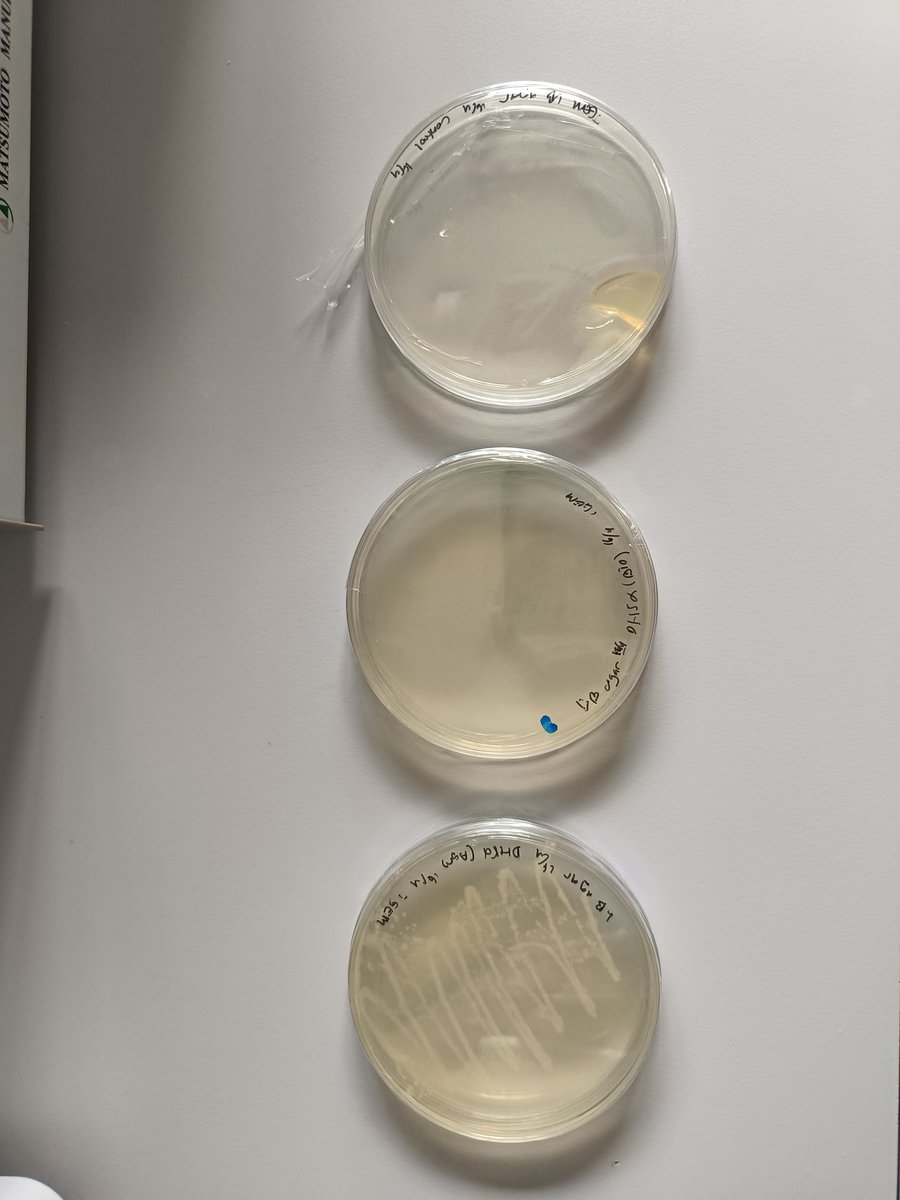 iGEM UGM 2025 tweet media