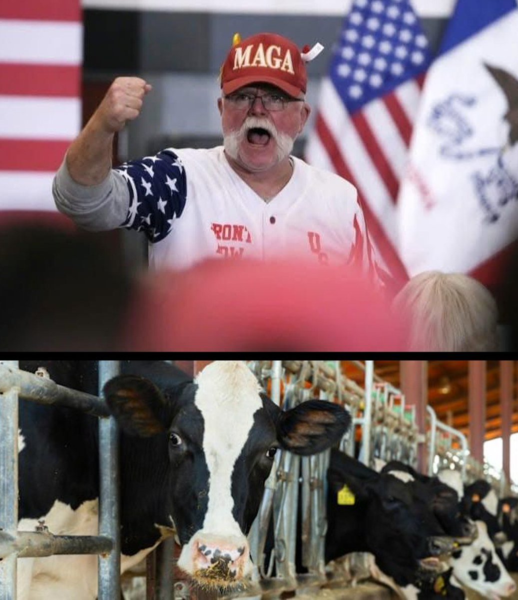 JamesTate121's tweet image. Let me know when he takes his MAGA hat off.
Nicholas Gilbert, a lifelong dairy farmer in upstate New York, was shocked I say SHOCKED when Trump’s tariffs suddenly slapped him with a $2,200 fee on his regular cattle feed shipment from Canada—costs he’d been told would hit…