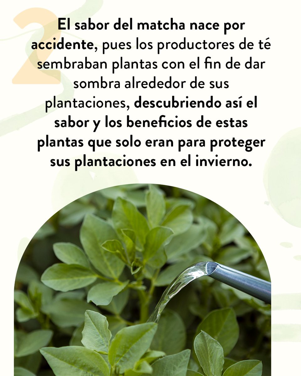 LPQMX's tweet image. ¿Fan del matcha?  Aquí te dejamos 4 datos que no sabías. 🍵 🌱