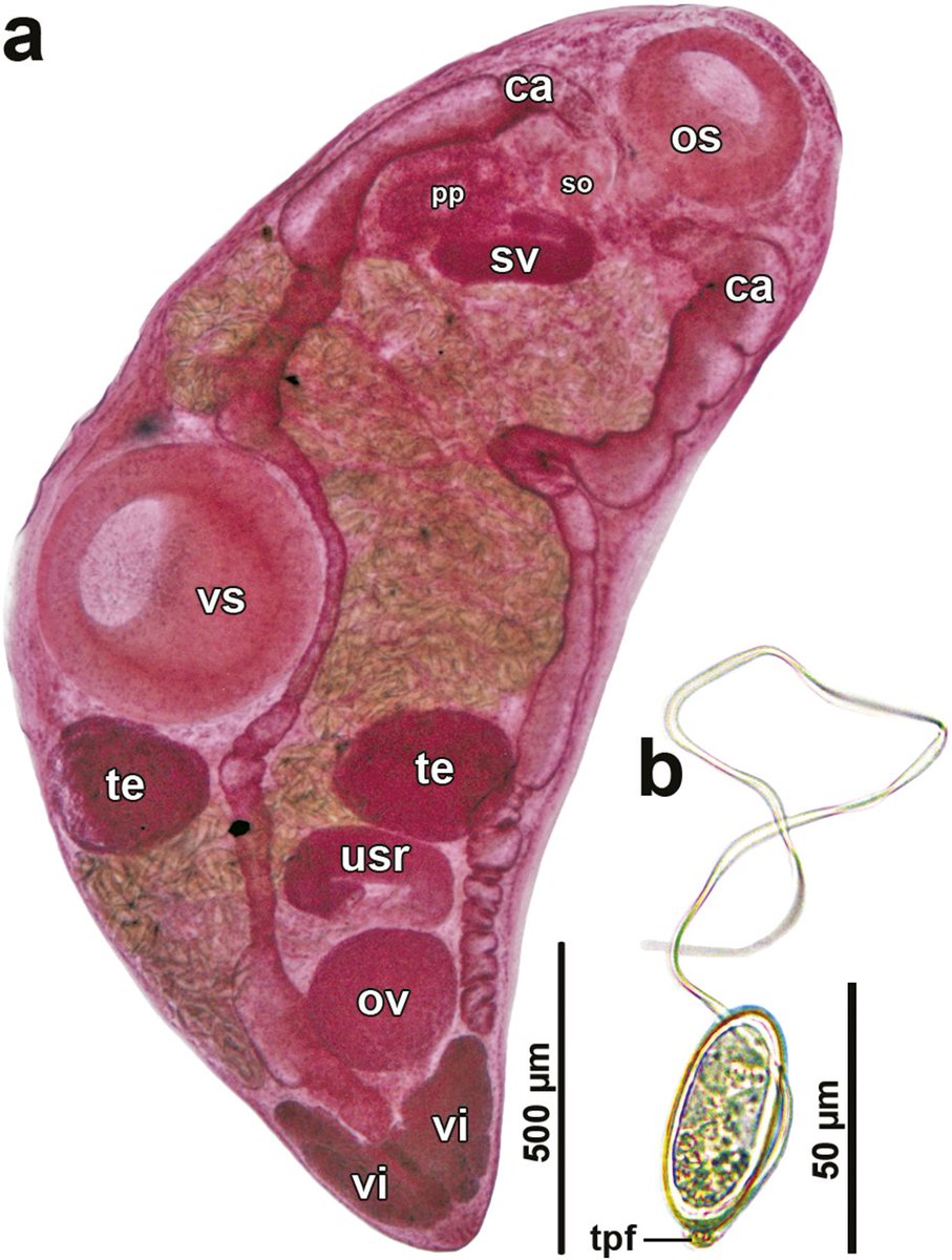 Thometrema is a genus of flukes belonging to the Hemiuroidea - a family of flukes found in a wide range of teleost fish. 
This paper reports on the discovery and description of Thometrema patagonicum in the catfish Steindachneridion scriptum
#WormWednesday
cambridge.org/core/journals/…
