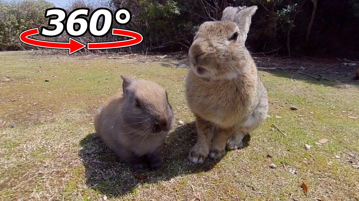 nyoshi_rabbitch's tweet photo. 360度動画公開!
『VR 360° | 目の前で見るうさぎの親子の食事風景』
https://t.co/hsHpi7HZjO
#XROMEDA https://t.co/A8rHI6dPmk