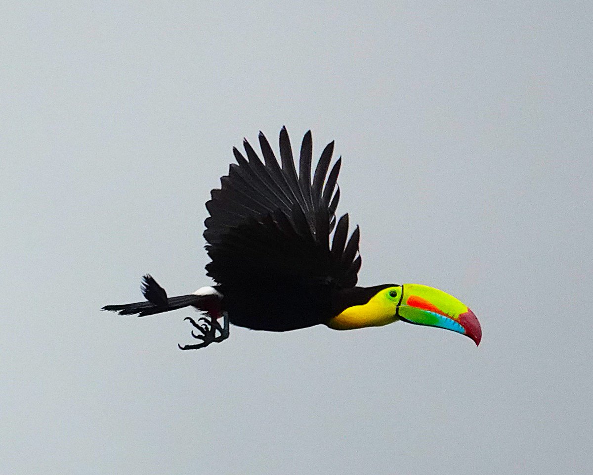 Zwavelborsttoekan, Costa Rica.