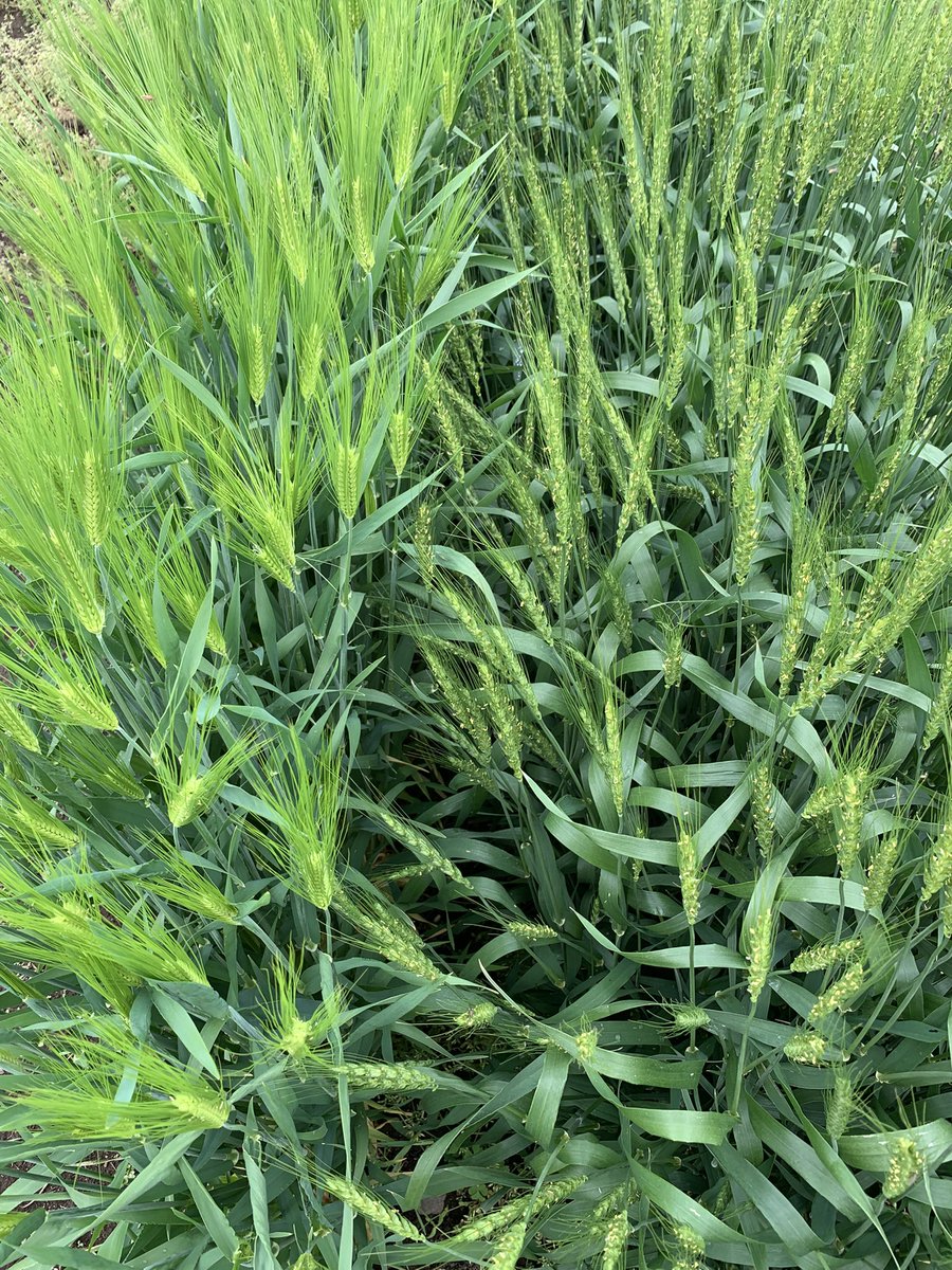 大麦と小麦、初めて蒔いた😊🌱
あっという間に穂が出て花が咲いてる😳