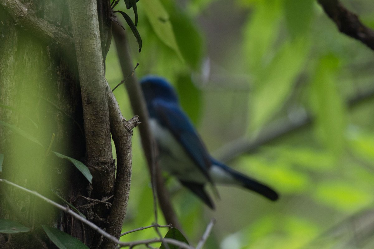 BlurBlurBirds's tweet image. みんなオオルリ撮るの上手いよな…。

僕だけかな、ドヘタなの。