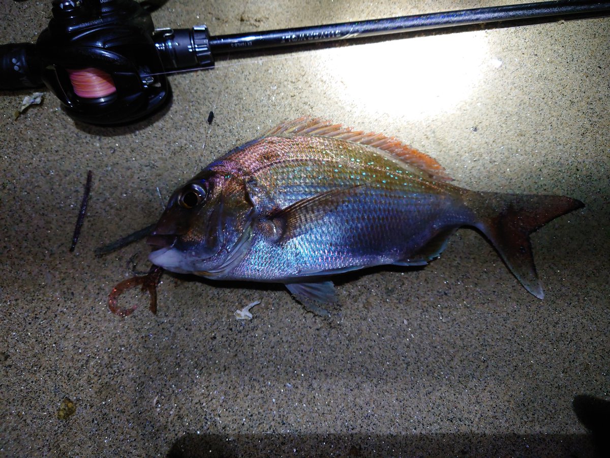 vel_angler's tweet photo. 6キャッチ、3レッド、1バラしでした！
3レッドは熱かったです😆
途中から全然反応なくなってしまいました🥹
K輩さんありがとうございました🙇
#チニング #NTシンカー #触角フック
#リトルスパイダー #アーバンシュリンプ
#シルバーウルフSVTW #シルバーウルフEX https://t.co/sdJYJUdFS8