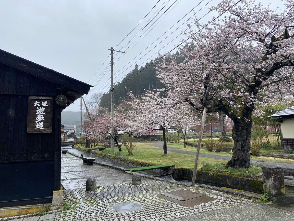 kaneyama100's tweet photo. 4月24日(木)11時30分頃
桜情報

大堰公園の桜はほぼ満開です！ https://t.co/vgFgODojwq