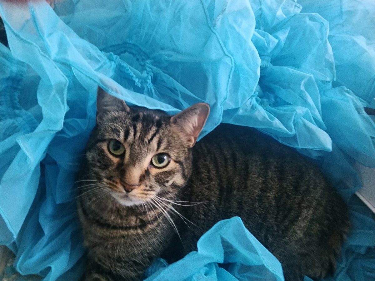 Update My little furbaby Boudie is in the ICU for 5 days. Turns out it wasn't just asthma.  I was Lucky I got her in or she wouldn't have  made it through the day. Send love &amp; prayers &amp; if I see you in <a href="/HsvExpo/">HsvExpo</a>  know that all sales are going to save this little sweet girl