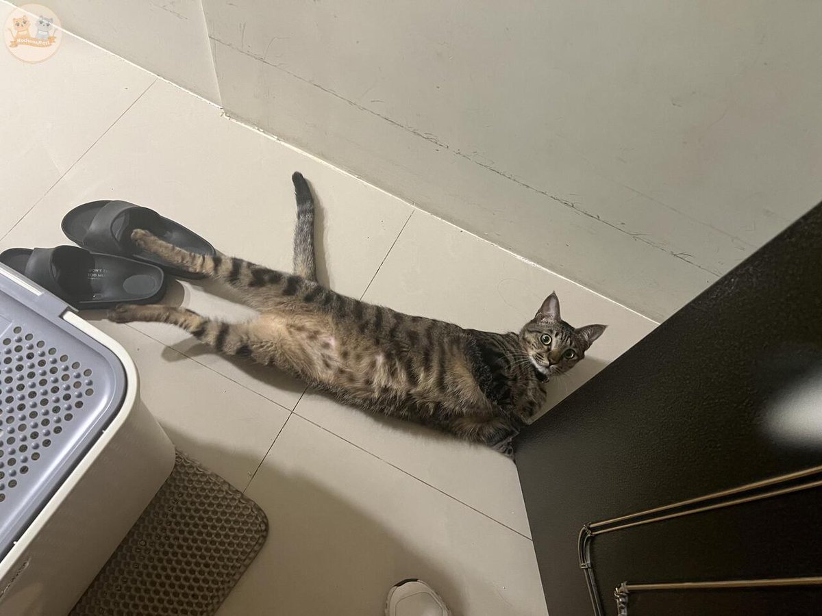 KochengFess v2 tweet media