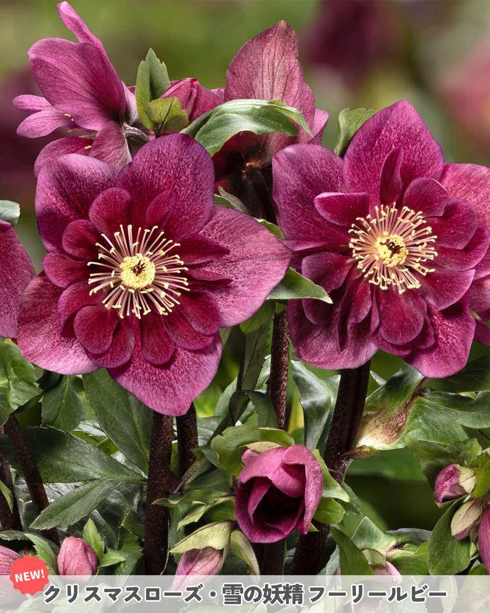 クリスマスローズ　ニゲル交配種　フーリールビー　F 花1 つぼみ2 📙ガイドをさらに楽しめる🎵／ おすすめ品種 花編➃💐 #クリスマス