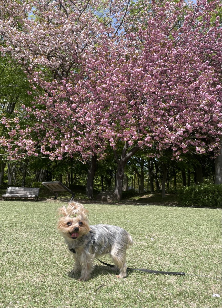 満開の八重桜🌸