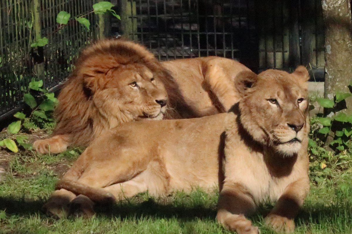 しばライオンページ ライオンのサン(オス)、アサヒ（メス）、搬入後の検疫・公開