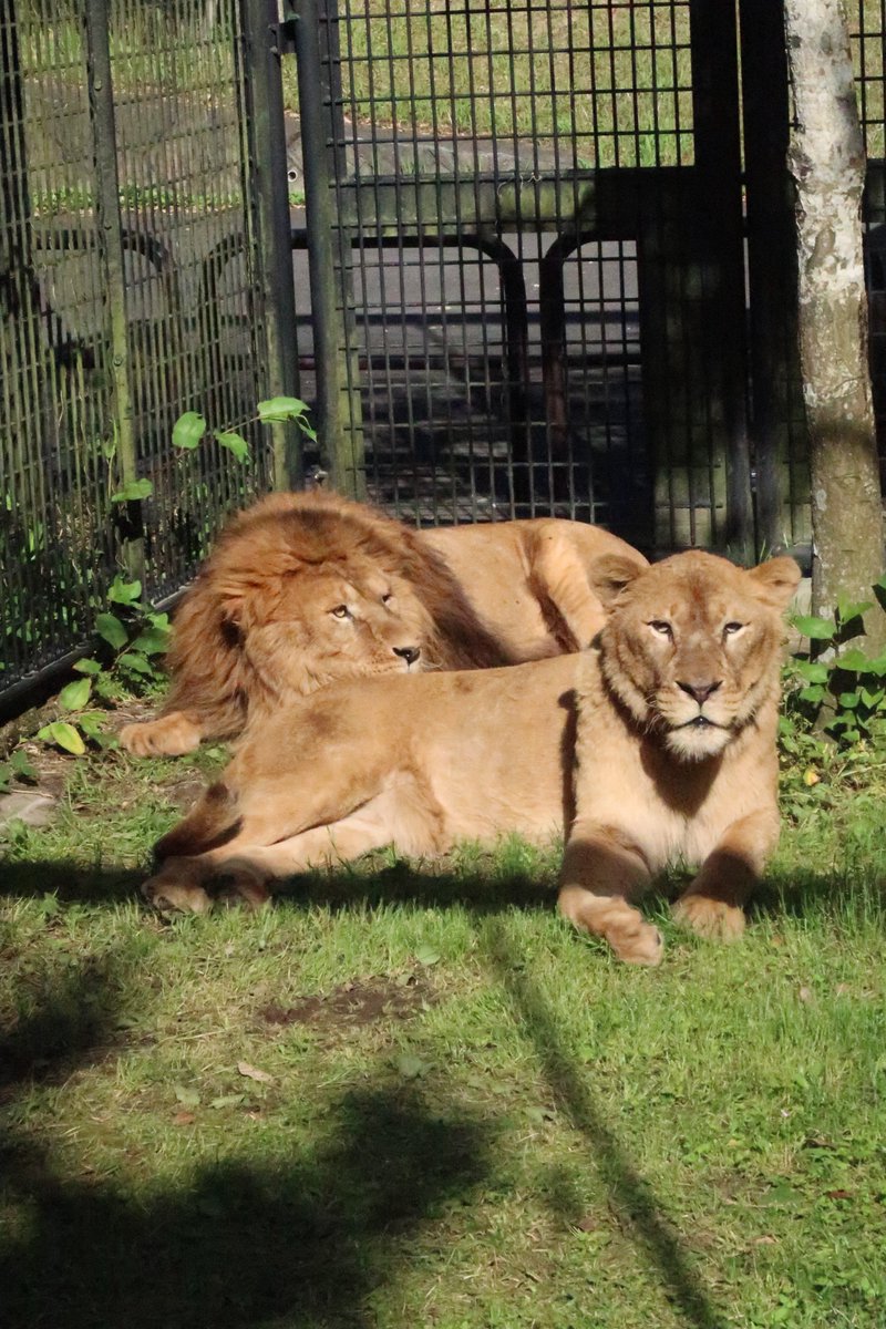 ライオンのサン(オス)、アサヒ（メス）、搬入後の検疫・公開