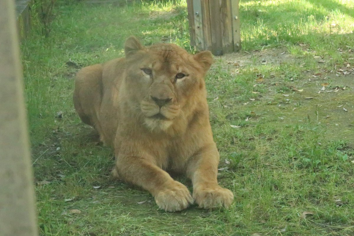 ライオンのサン(オス)、アサヒ（メス）、搬入後の検疫・公開