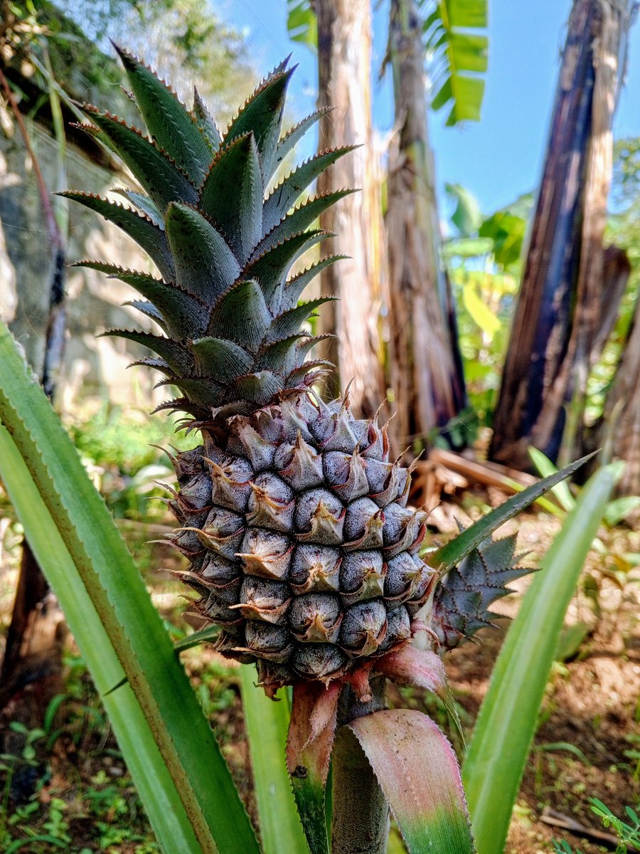 Muhamadsobur32's tweet photo. This pineapple looks really refreshing 

Who doesn't like pineapple? https://t.co/WRA4gSmmPQ