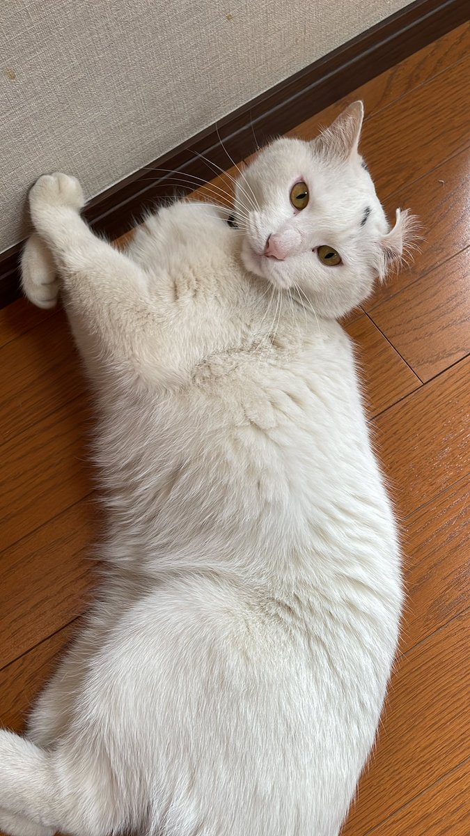 happylife (@migerufuji) on Twitter photo 
