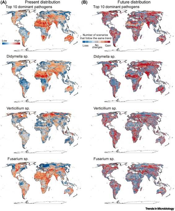 Prof Brajesh Singh (@prof_braj_singh) on Twitter photo New paper from lab-Plant pathogens, microbiomes, and soil health
<a href="/TrendsMicrobiol/">Trends in Microbiology</a>
Homogenised microbial systems are susceptible to pathogen
Current & future global distributions of pathogens
Integrated approach to monitor & manage
cell.com/trends/microbi… New paper from lab-Plant pathogens, microbiomes, and soil health
<a href="/TrendsMicrobiol/">Trends in Microbiology</a>
Homogenised microbial systems are susceptible to pathogen
Current & future global distributions of pathogens
Integrated approach to monitor & manage
cell.com/trends/microbi…