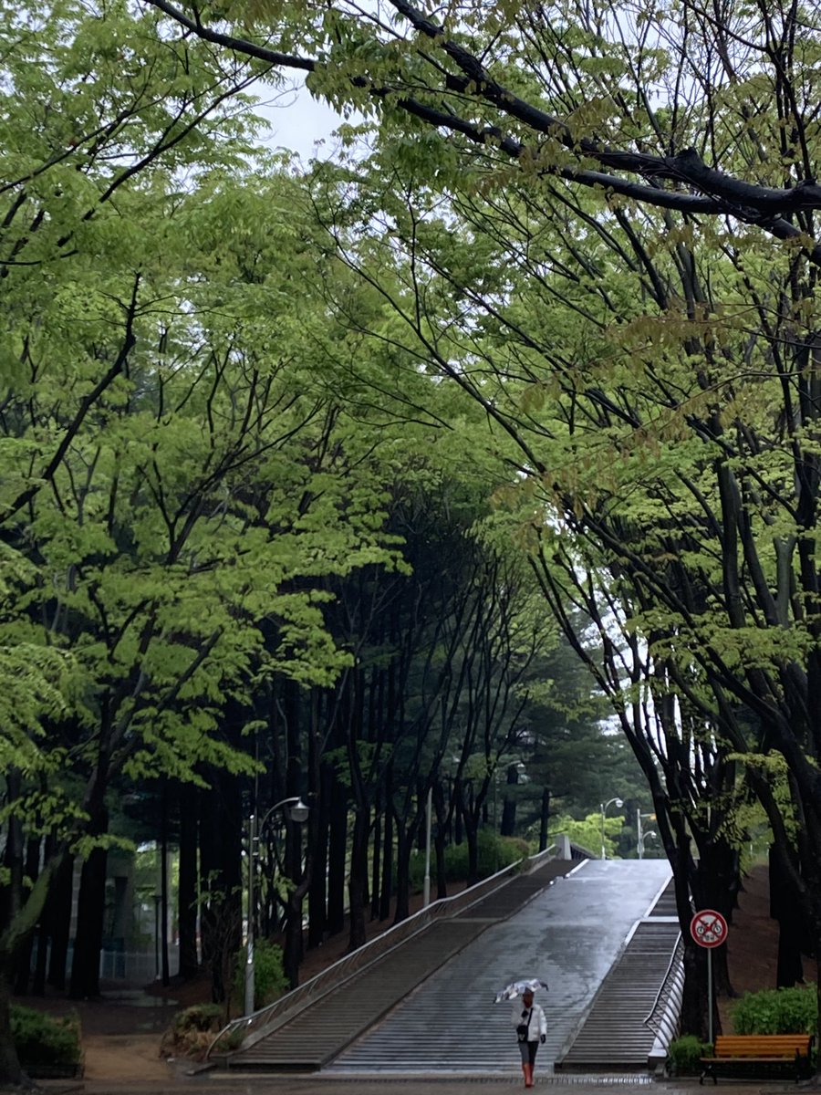 solhwasil's tweet photo. 백마역에서 내려 솔화실로 오시는 분들 혹시 백마공원을 지나서 와본 적 있으신가요?
백마역에서 나와 횡단보도를 건너면 보이는 쭉 뻗은 공원길이 백마공원이에요. 이맘때 나뭇잎이 푸릇푸릇해지고 꽃도 많이 펴요. https://t.co/HaqXkr2Fsg