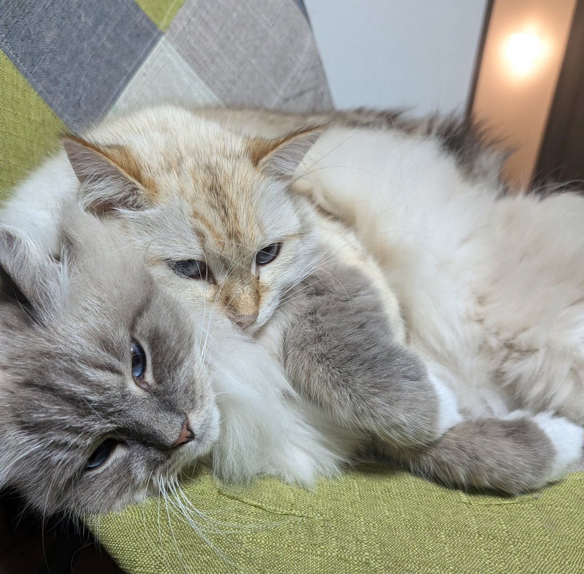 bastet_camera's tweet photo. ラブラブすぎる猫ちゃんたち💕
#サイベリアン https://t.co/BkHbDVK82G