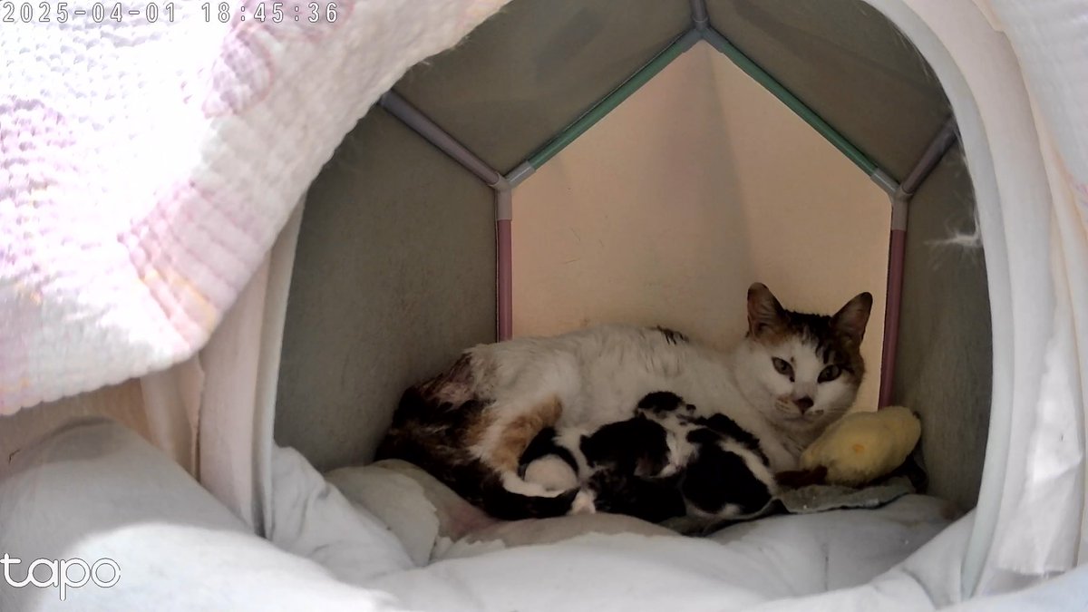 #보광동리코 와 세 아이가(생후 3주차)
5월 15일이면 지금 있는 곳에서 나와야합니다.

아기들을 임보해주시겠다는 분들은 계시지만, 아직 너무 어려서 엄마인 리코와 함께 있도록 해주고 싶어요.

🆘리코의 입양처 또는 장기 임보처를 찾습니다