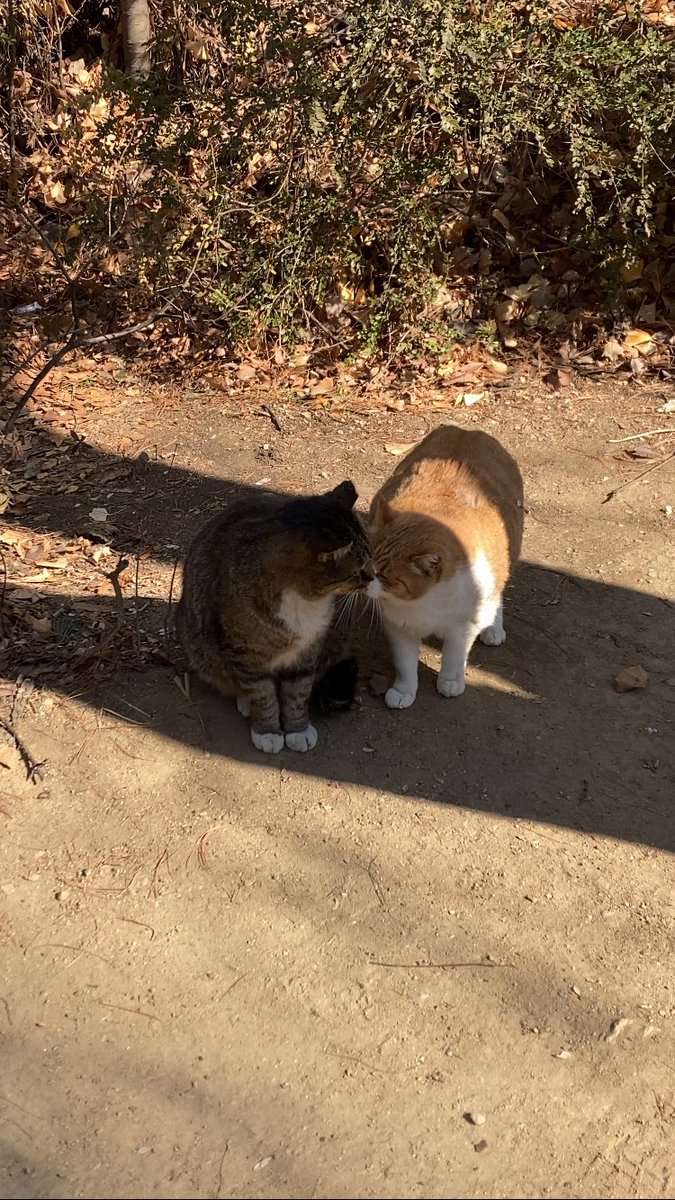 solhwasil's tweet photo. 비가 오는 날에는 남다른 운치를 자랑하고요 더운 날에도 그늘이 져 엄청 시원합니다. 단풍이 들면 또 눈물나게 아름다워요. 눈 오는 날에도 꼭 걸어줘야 합니다. 가끔 고양이를 만날 수 있고 산책하는 강아지는 자주 만날 수 있어요. https://t.co/bfuYWaQ1PS