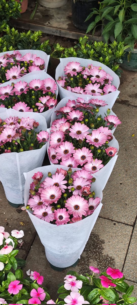 flowers makes people feel happy