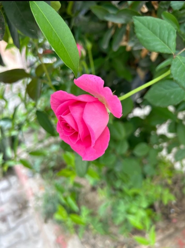 Good Morning X Fam❣️

See the world and live happily.