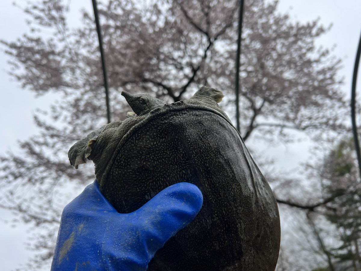 igpna1's tweet photo. 桜🌸とすっぽん🐢 https://t.co/UJ1fePLbpn