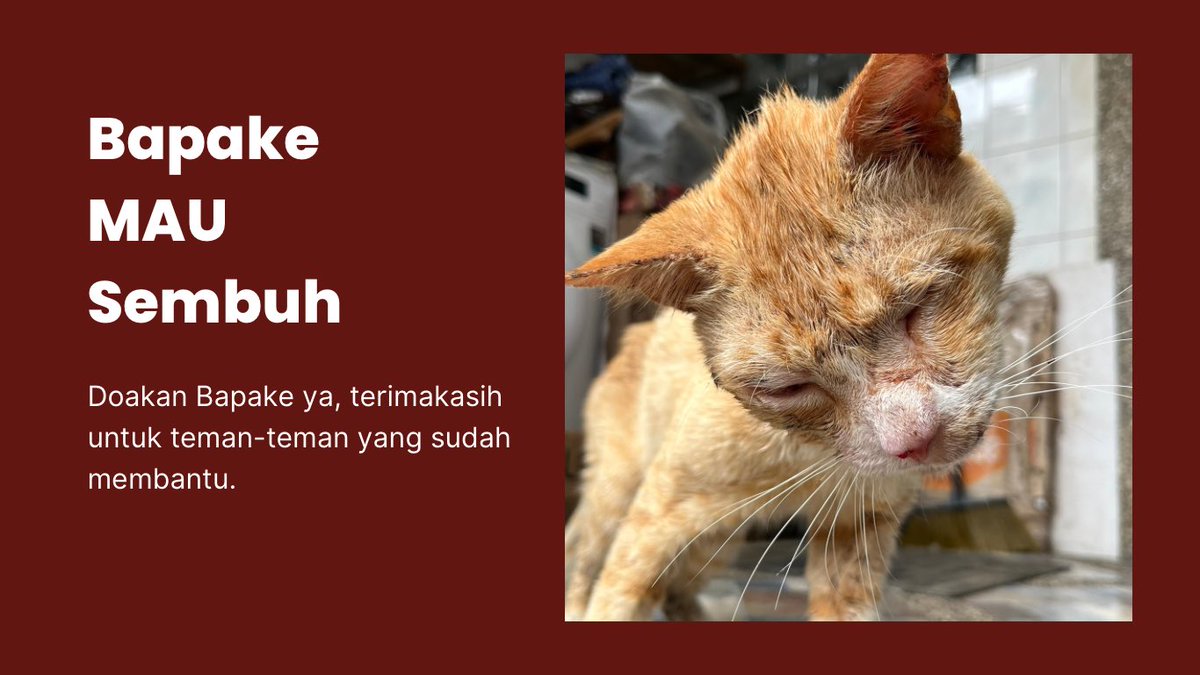 stevannys1's tweet photo. ⚠️KUCING RAHANG PATAH BUTUH BANTUAN ⚠️

*TWITTER DO YOUR MAGIC*
Halo semuanya. Jika ad waktu luang blh bantu share link ini, dan sekiranya ada yg ingin berdonasi. Saya ucapkan terimakasih sebanyak-banyaknya🙏🏻
https://t.co/uO98rZ7H2S https://t.co/DpZlEGkHHi