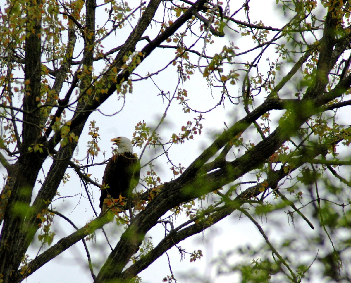 markdmotz's tweet image. Never. Gets. Old.
#BaldEagle
#Soaring
#Perched
#NaturePhotography 
#OhioRiver
#Cincinnati
#Spring