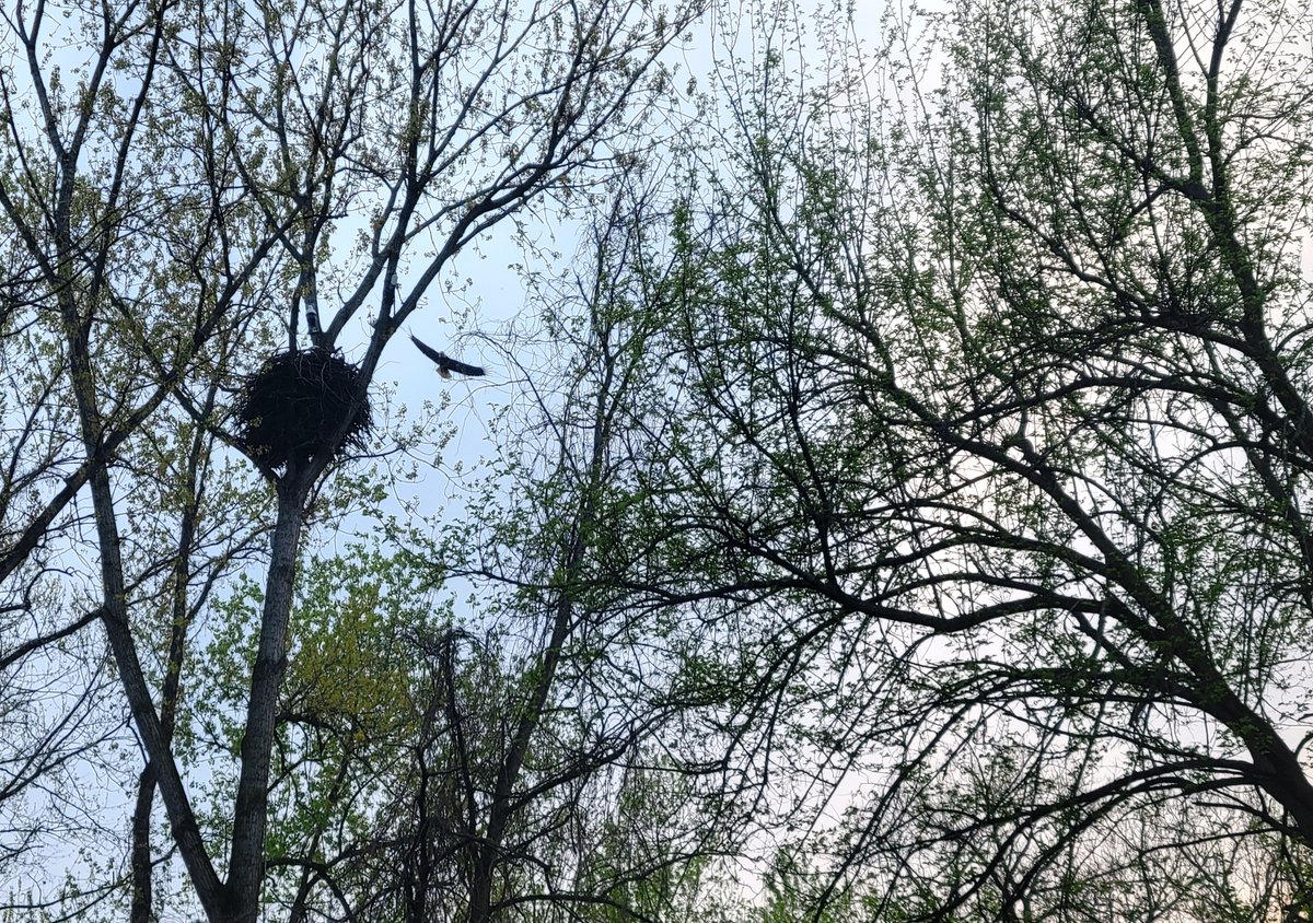 markdmotz's tweet image. Never. Gets. Old.
#BaldEagle
#Soaring
#Perched
#NaturePhotography 
#OhioRiver
#Cincinnati
#Spring