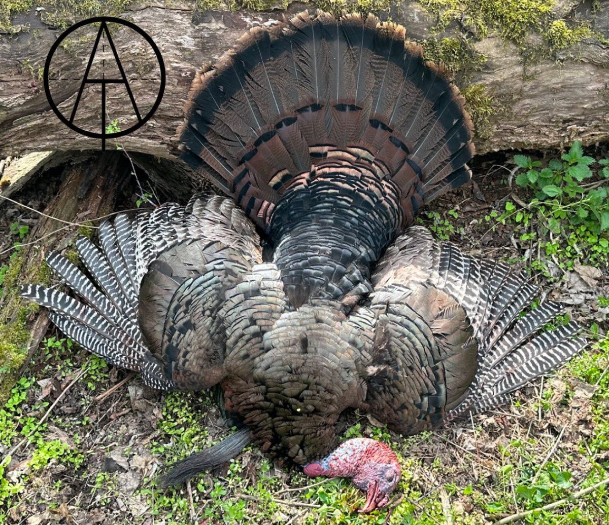 atod_tx's tweet photo. BIG BIRD DOWNNNN!!

This beautiful longbeard didn’t stand a chance — clean shot, clean beard, and clean vibes.🦃

YOU COULD BE NEXT!! YES YOU!!!👊🏻👊🏻

Drop your best shots down below or send us a MESSAGE📬

📸 by: @BuckWhisperer_1 

#Staywild #AllThingsOutdoors #ATOD #ATODtx #Turk https://t.co/DlcYNyGIir