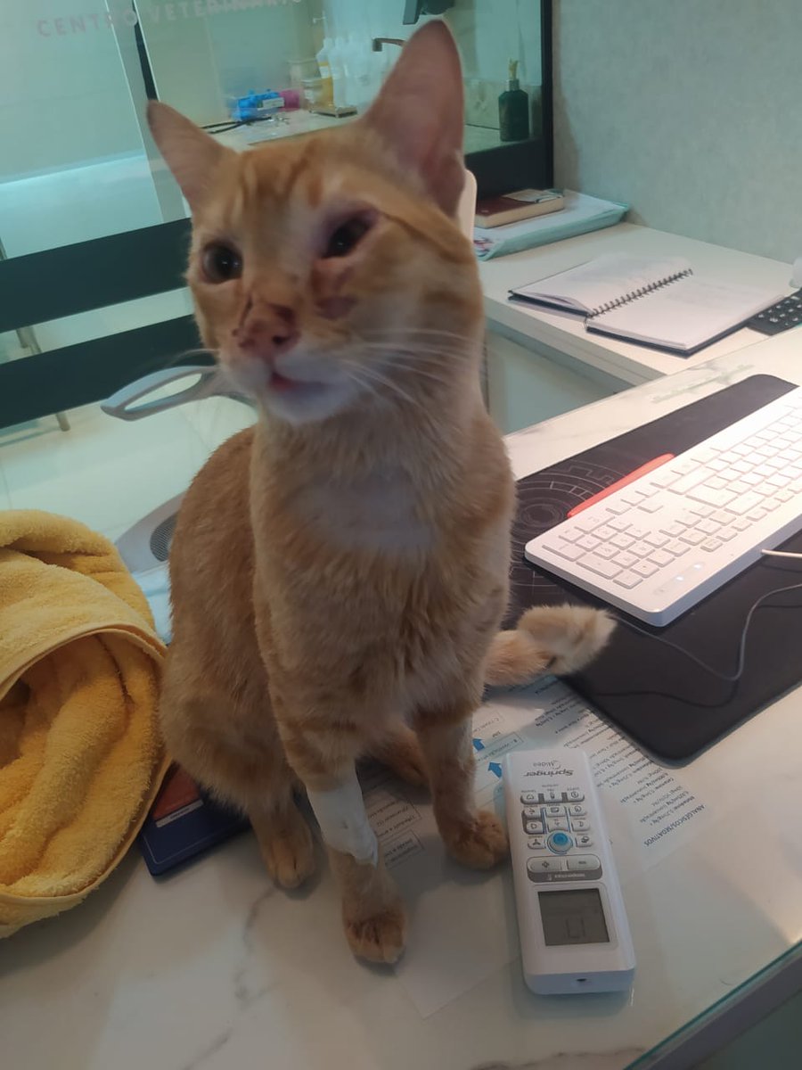 ⚠️AJUDA⚠️
Passando aqui com uma nova atualização sobre o Laranja, e infelizmente a situação ainda é delicada.

A clínica onde ele está internado passou um orçamento de cerca de R$4.200 para a cirurgia — um valor extremamente alto, muito acima do que conseguimos pagar no momento.+